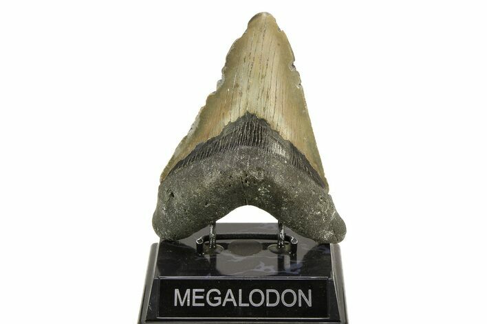 Serrated, Fossil Megalodon Tooth - North Carolina #308478